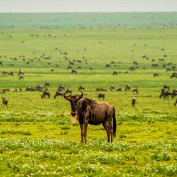 ndutu-area ndutu-area