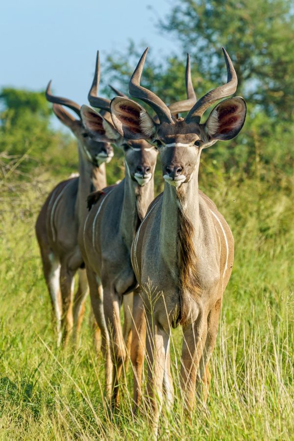 A shallow focus vertical shot of three young kudu antelopes standing on a grass ground with a blurred background